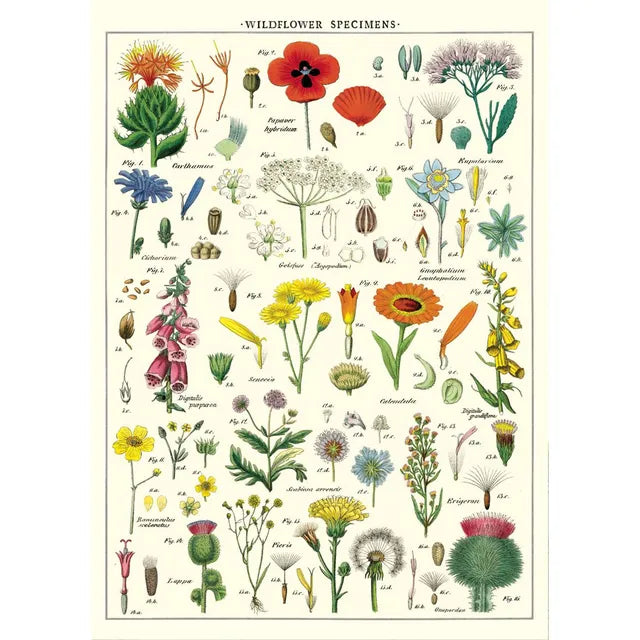 Póster “Wildflowers”