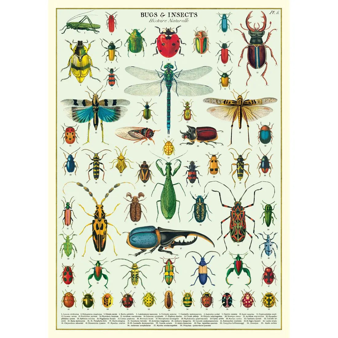 Póster "Bugs & Insects"