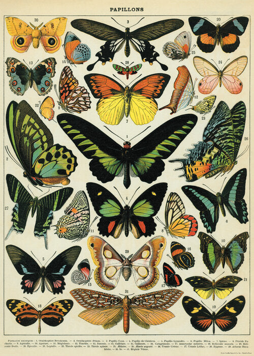 Póster "Butterflies" 🦋 (50x70 cm)